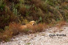 IMG_2537-w