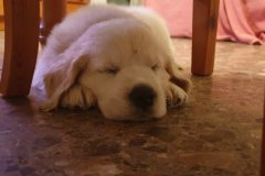 IMG-20190910-WA0018.a76ef047d8d24c03823acdf41c4ee7c8