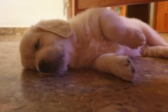 IMG-20190910-WA0021.a76ef047d8d24c03823acdf41c4ee7c8