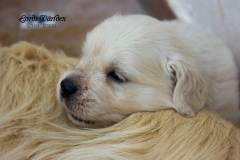 IMG_2470-w
