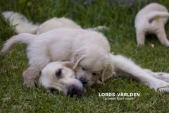 IMG_1521-w