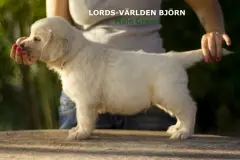 björn-w
