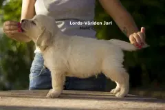 jarl-w