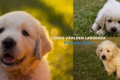 ladgerda-1w