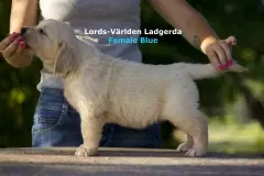 ladgerda-w