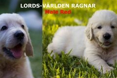 ragnar-1w