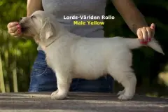 rollo-w