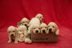 IMG_0822-w