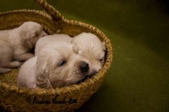 IMG_0940-m-w
