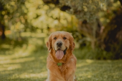 SesionGoldenRetrievers_LordsVarlden_2-240623-19