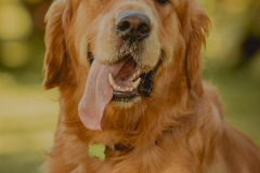 SesionGoldenRetrievers_LordsVarlden_2-240623-20