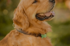 SesionGoldenRetrievers_LordsVarlden_2-240623-21