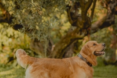 SesionGoldenRetrievers_LordsVarlden_2-240623-29