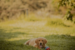 SesionGoldenRetrievers_LordsVarlden_2-240623-24