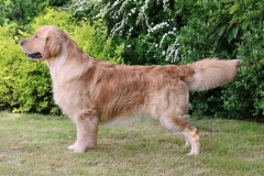 Topperstood