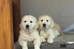 9e5d2358-bf06-4559-b12d-6704b4d0b47e