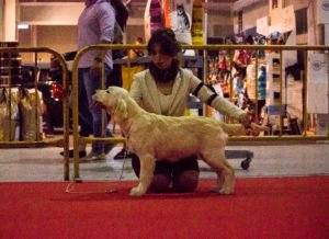 Aslaug en la competición canina de Torre-Pacheco clase Baby