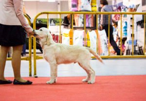 Björn en la competición canina de Torre-Pacheco 1