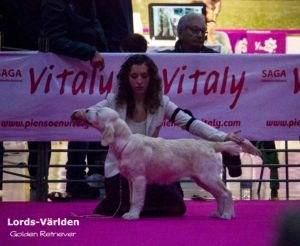 Aslaug en la exposición de Alicante, mejor baby de raza y grupo