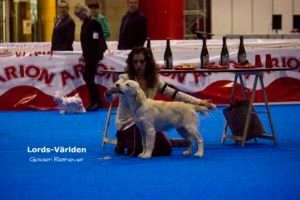 Björn en la exposición de Alicante, mejor baby
