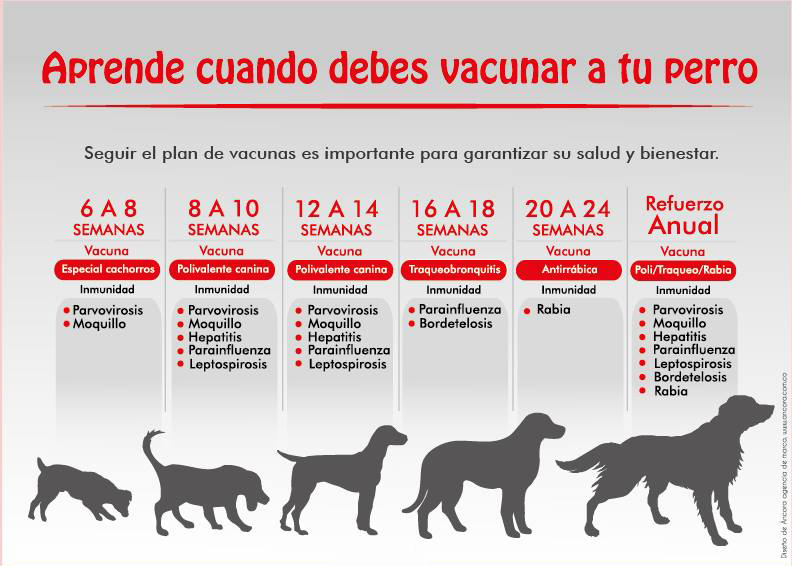 Calendario de desparasitación para perros