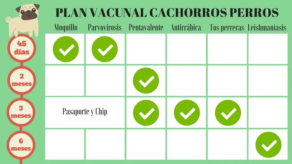 Calendario de vacunación de cachorros