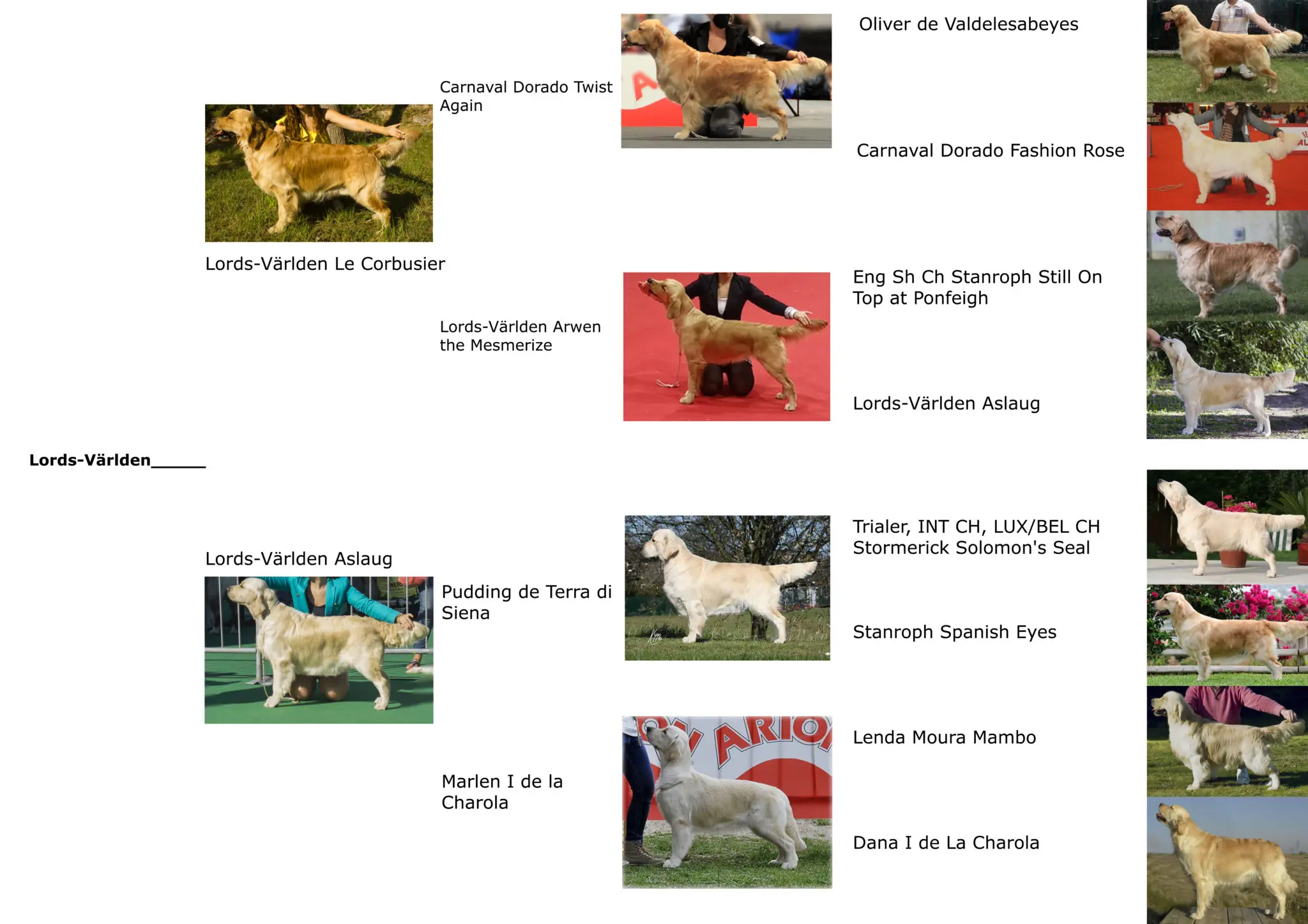 pedigrí con fotos de cachorros de Murray y Aslaug