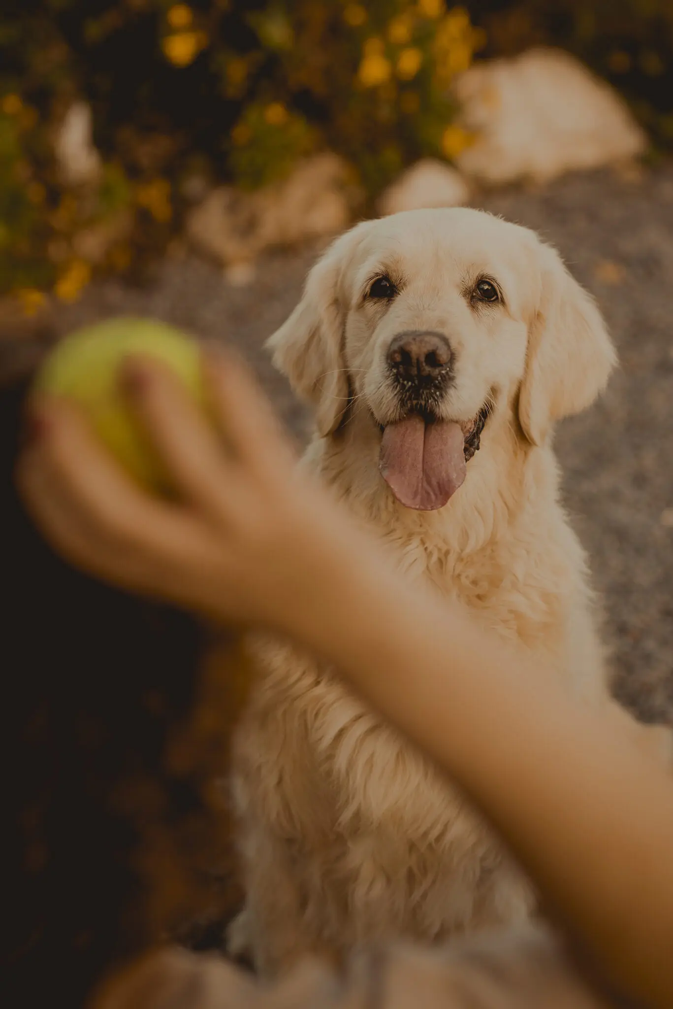 SesiónGoldenRetrievers_LordsVarlden-020423-13