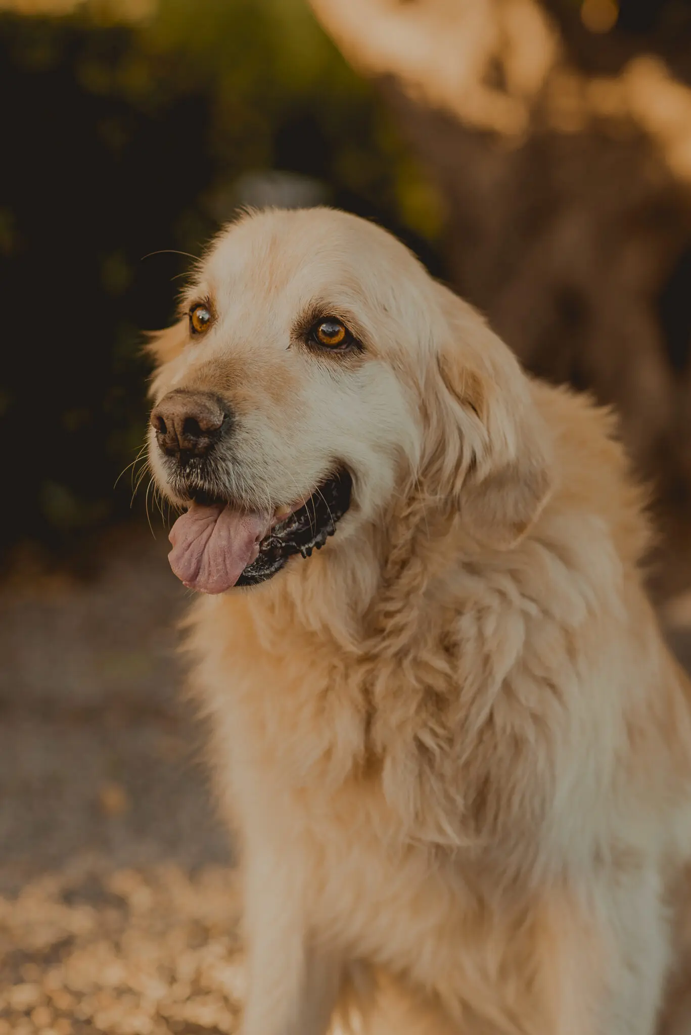 SesiónGoldenRetrievers_LordsVarlden-020423-4