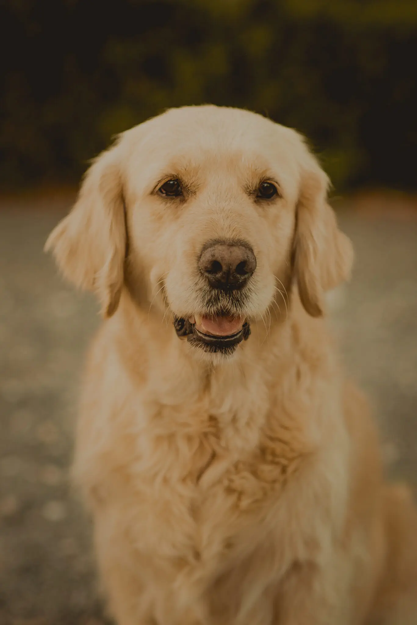 SesiónGoldenRetrievers_LordsVarlden-020423-59