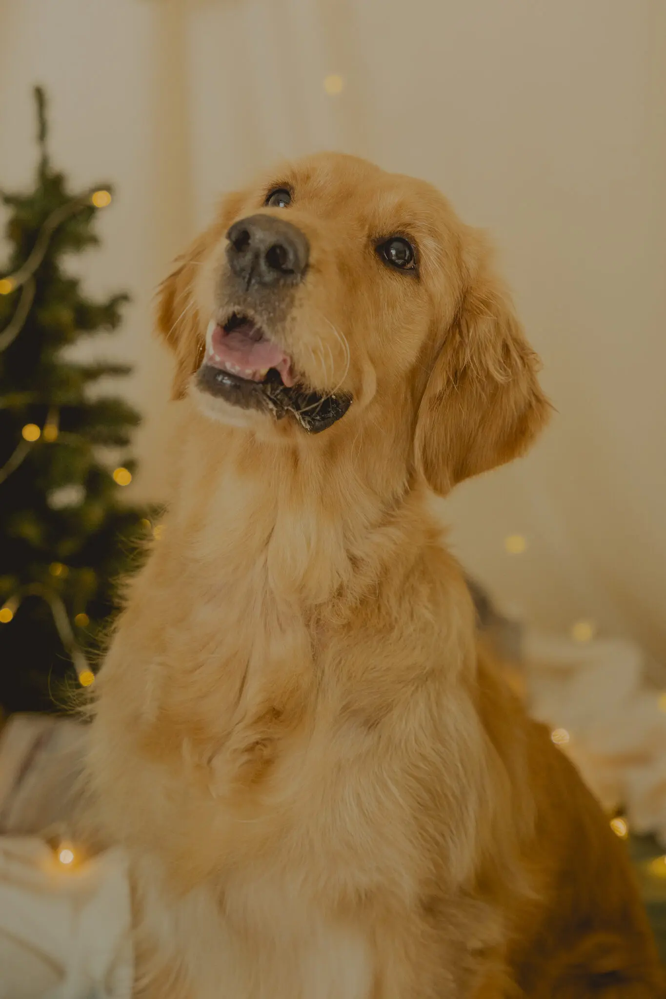 CápsulaNavideñaLordsVarlden-251024-18