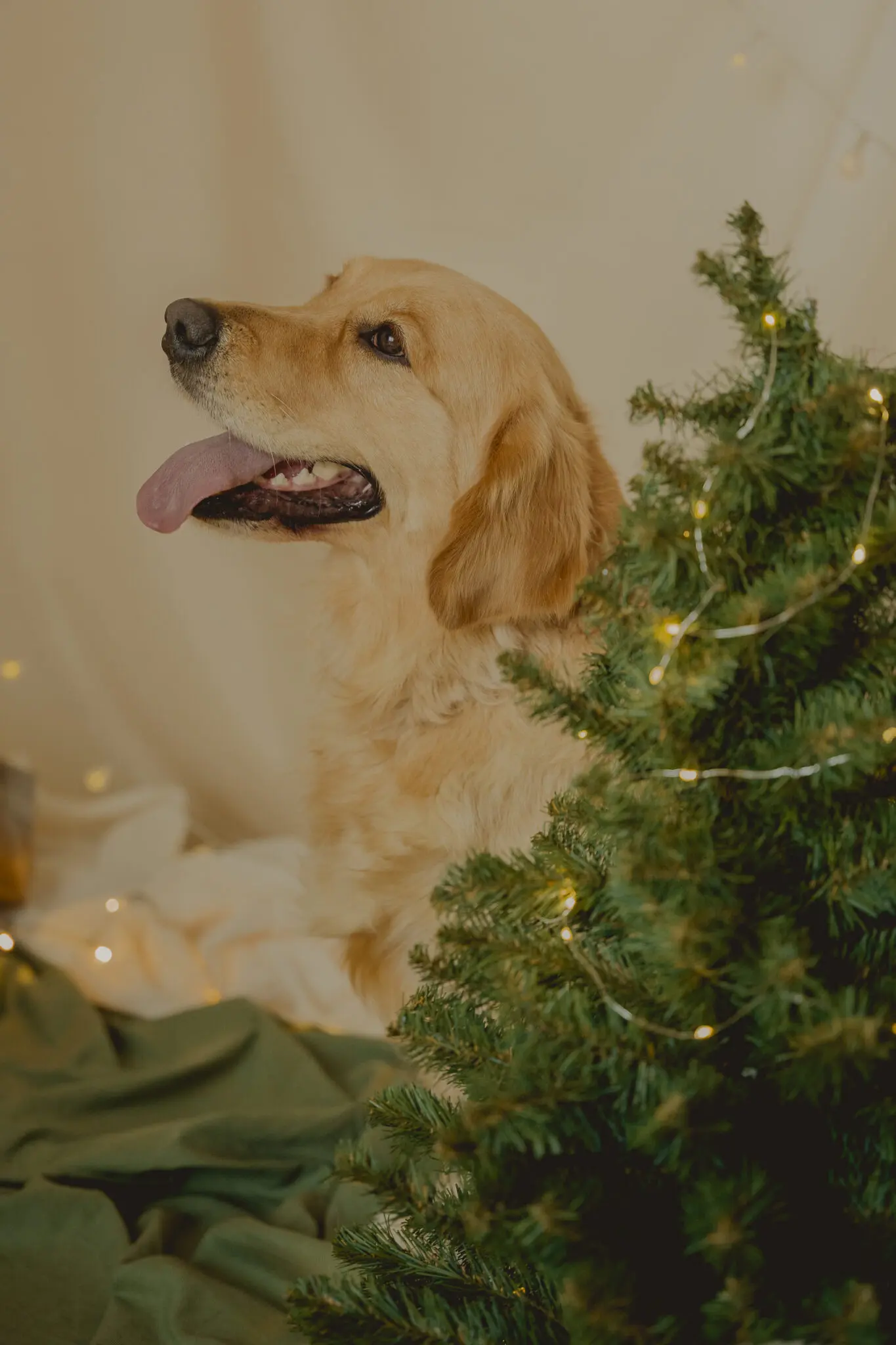 CápsulaNavideñaLordsVarlden-251024-4