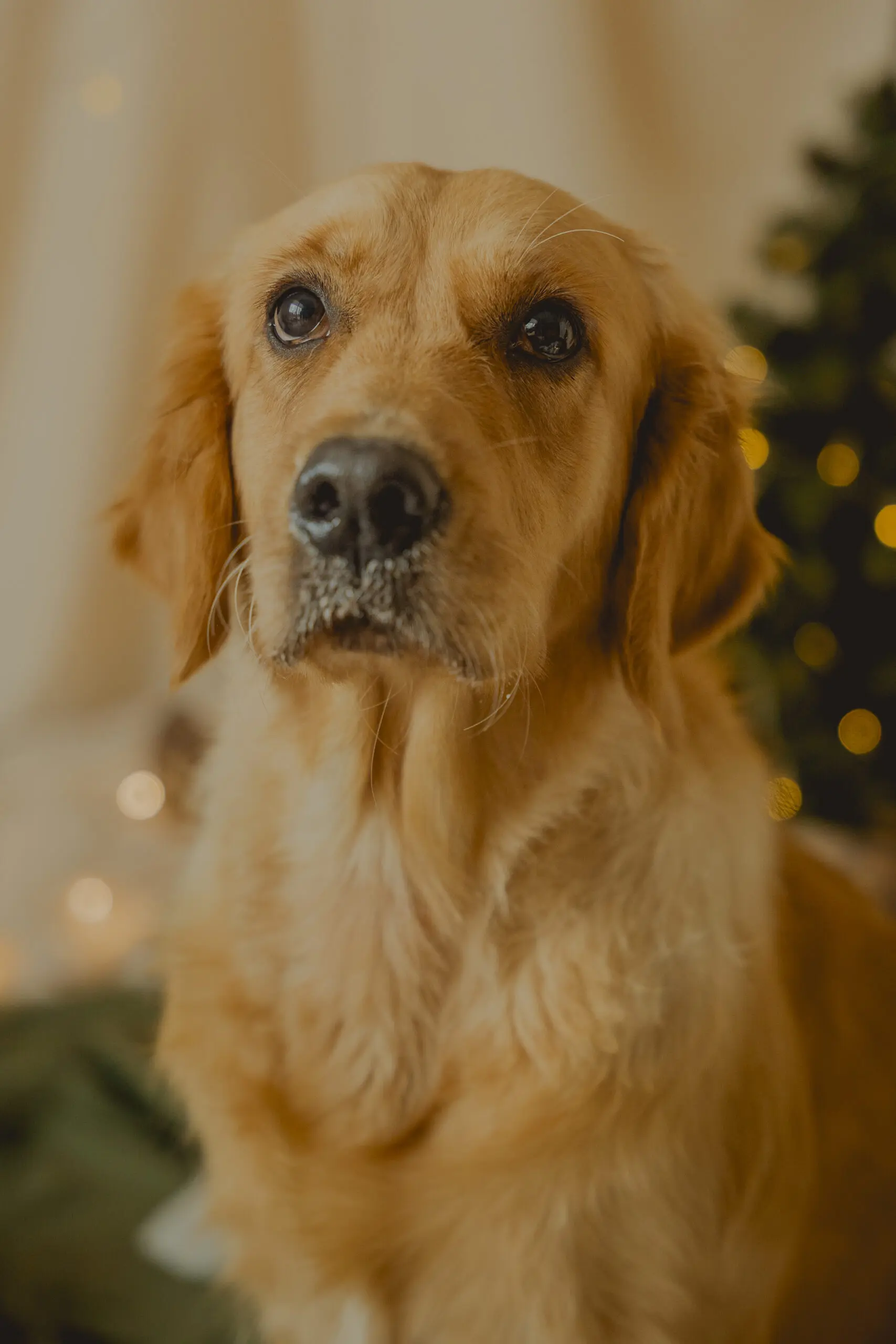 CápsulaNavideñaLordsVarlden-251024-37