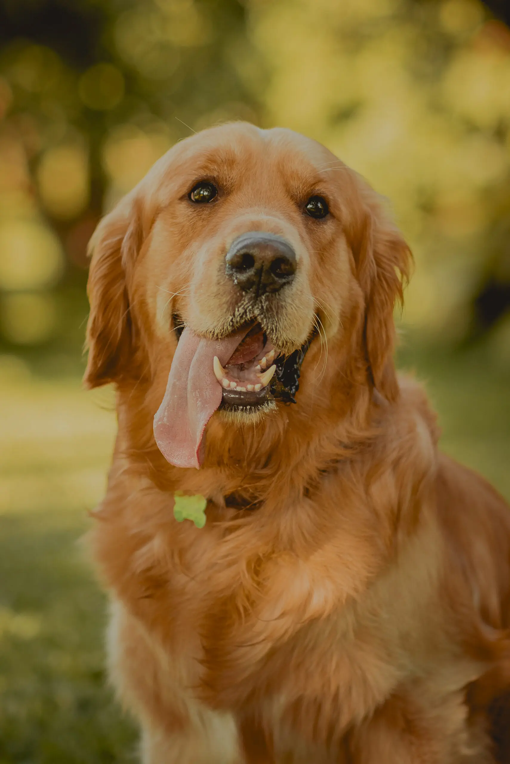 SesiónGoldenRetrievers_LordsVarlden_2-240623-20