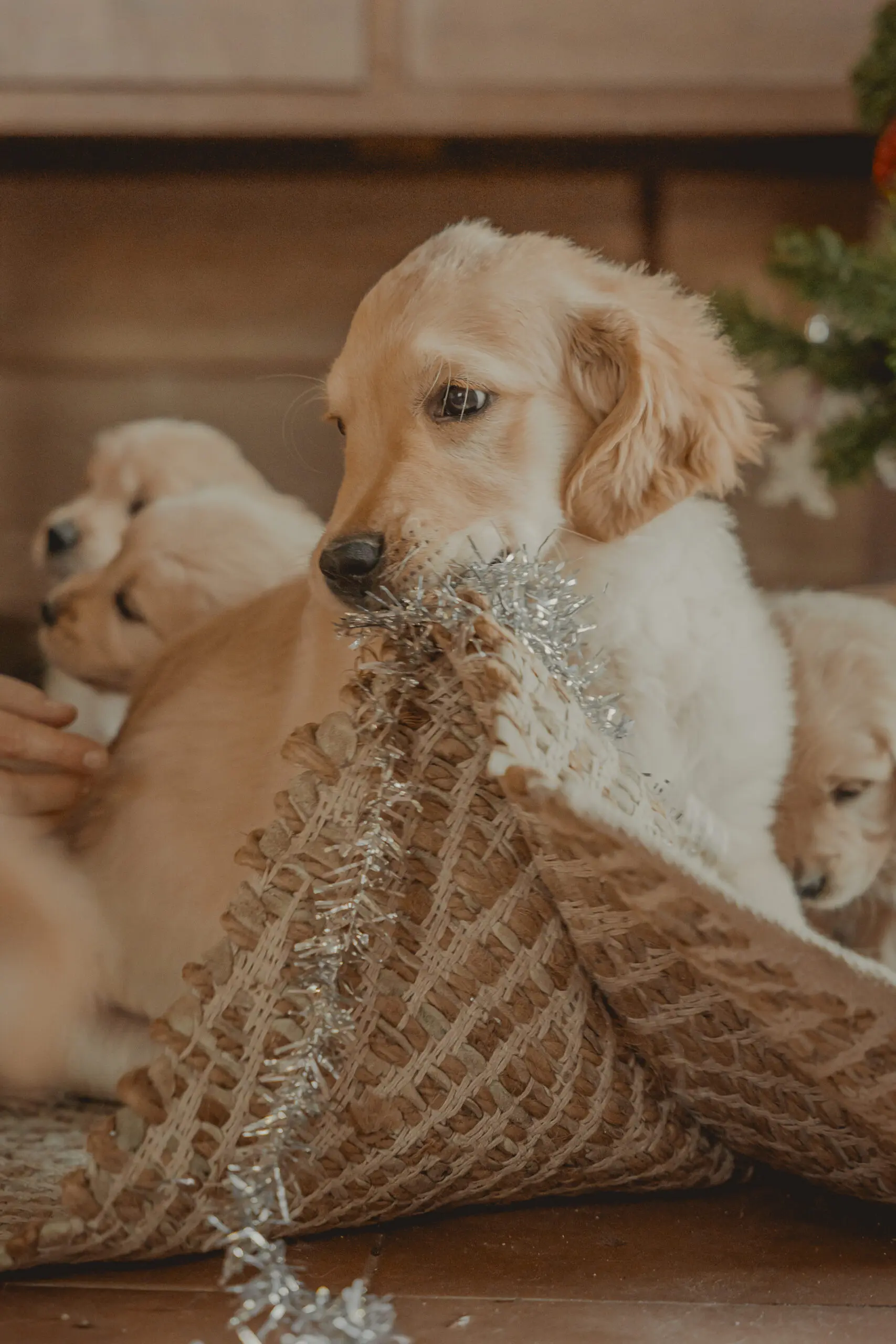 navidad 2025 Sharlotte y los cachorros