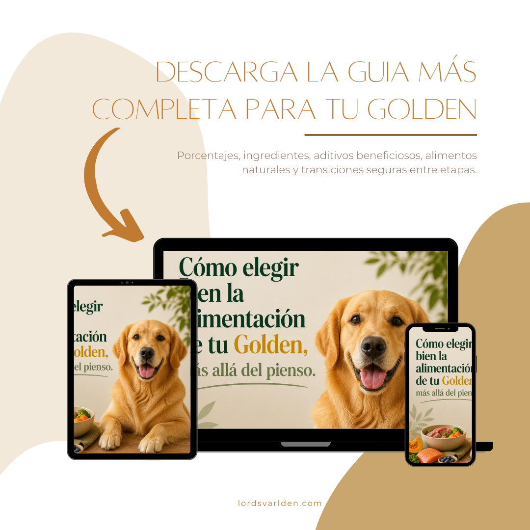 mockup Como elegir bien la alimentación de tu Golden 1