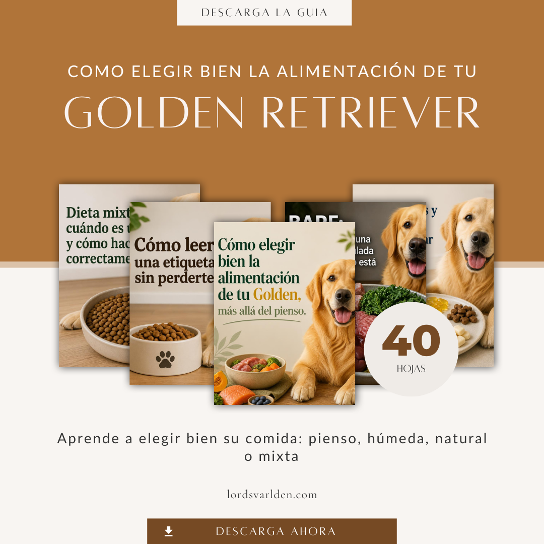 mockup Como elegir bien la alimentación de tu Golden 2